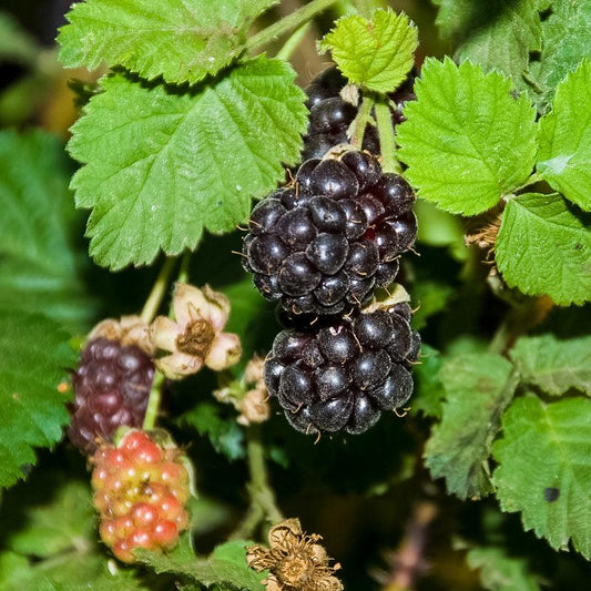 BOYSENBERRY 'Cross' --Rubus ursinus--