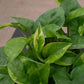 Epipremnum aureum --Emerald Pothos--