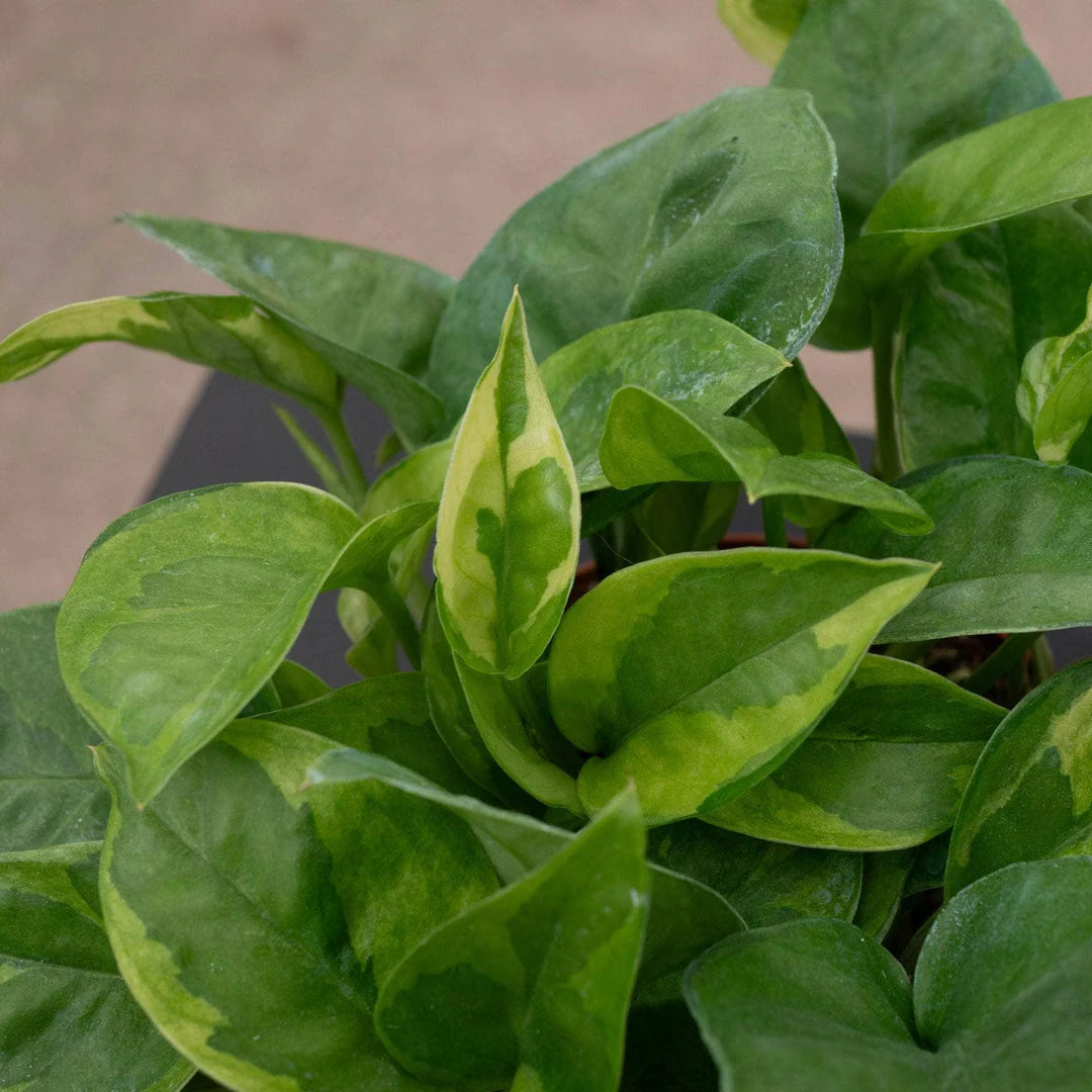 Epipremnum aureum --Emerald Pothos--