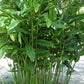GALANGAL --Alpinia officinarum--