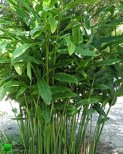 GALANGAL --Alpinia officinarum--