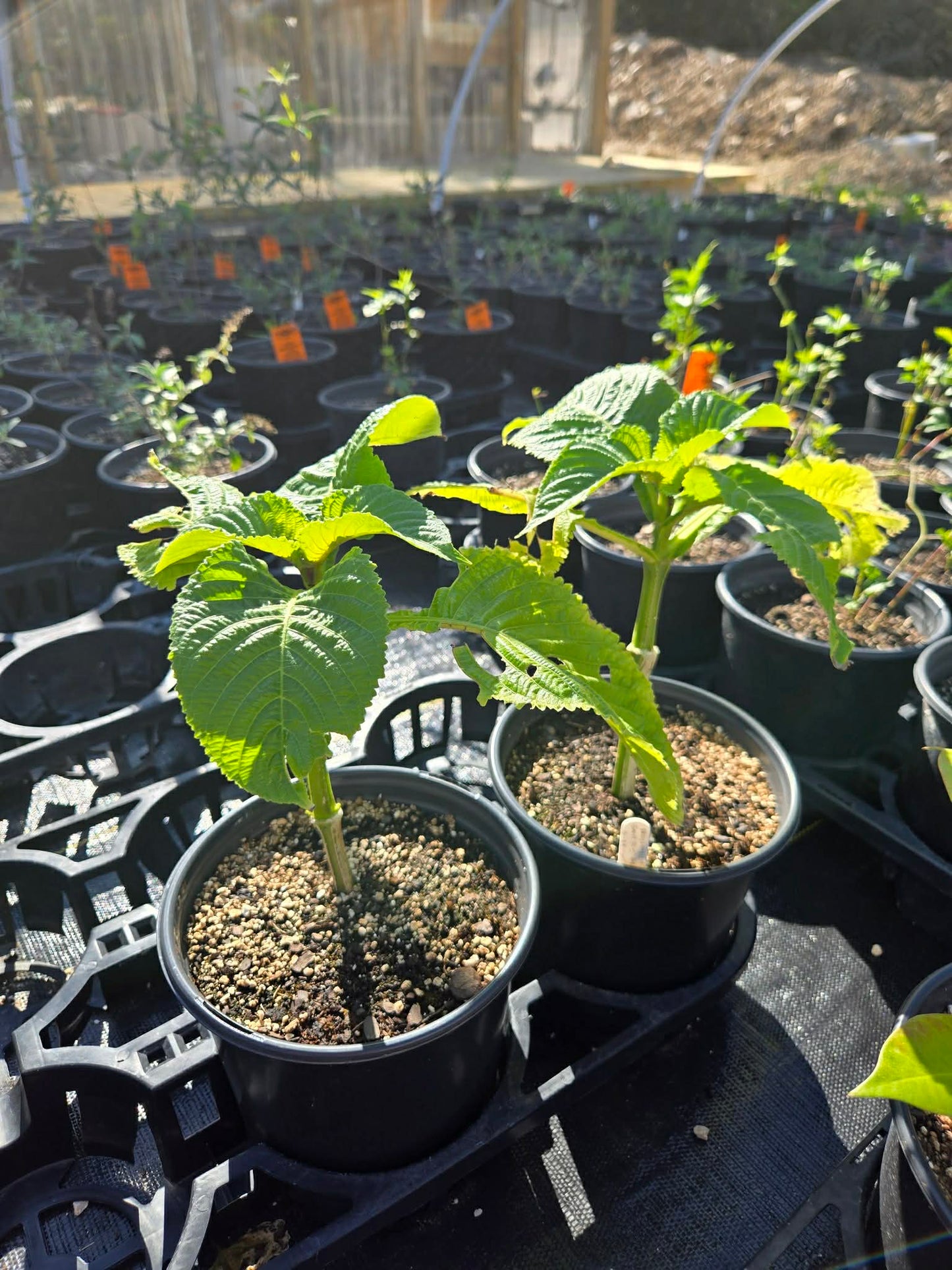 Brillantaisia owariensis --Giant Blue African Sage--