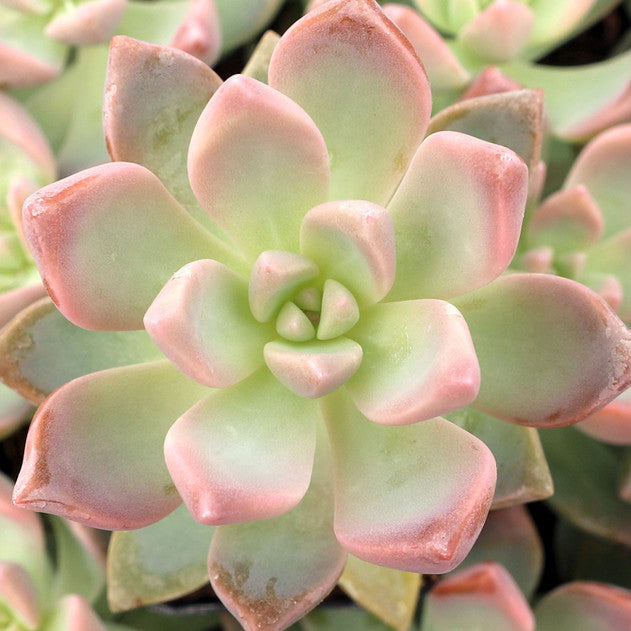 Graptopetalum paraguayense --Ghost Plant--