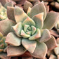 Graptopetalum paraguayense f. Variegata --Variegated Ghost Plant--