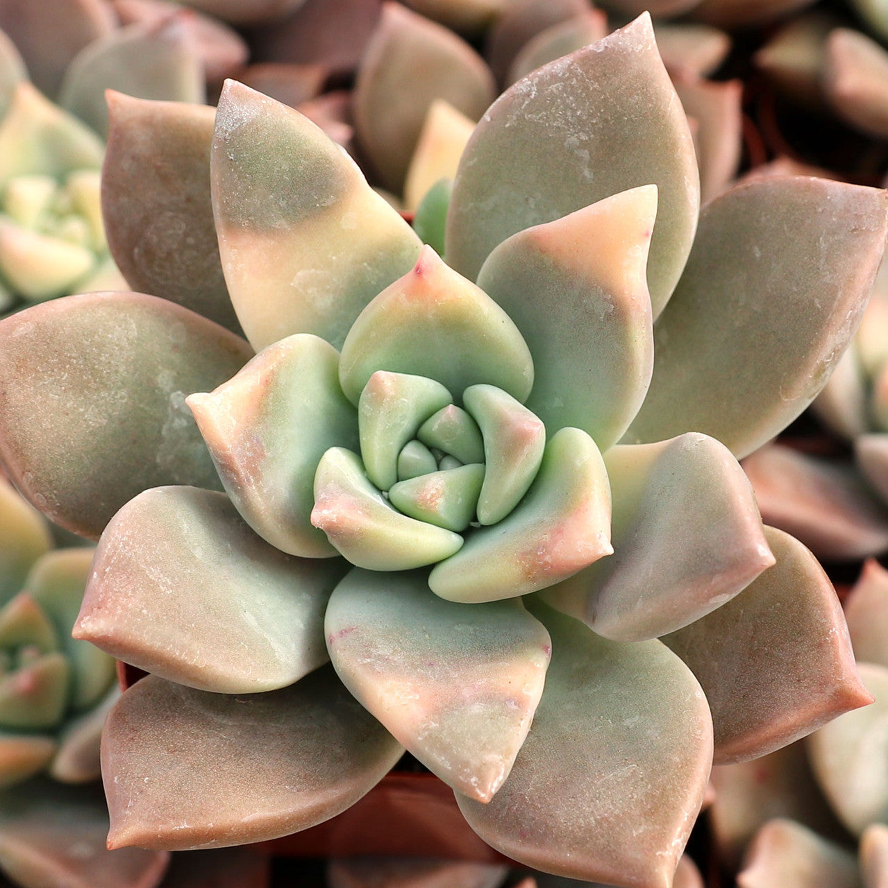 Graptopetalum paraguayense f. Variegata --Variegated Ghost Plant--