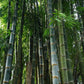 Bambusa oldhamii --Oldham's Giant Green Timber Clumping Bamboo--