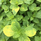 MINT 'Ginger' --Mentha arvensis 'Variegata'--