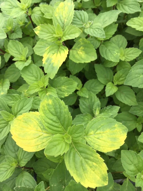 MINT 'Ginger' --Mentha arvensis 'Variegata'--