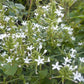 Plumbago scandens --Doctorbush--
