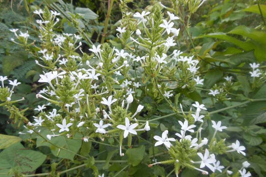 Plumbago scandens --Doctorbush--