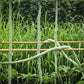 BEAN 'Chinese Python' --Trichosanthes cucumerina--