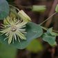 PASSIONFLOWER 'Native Yellow' --Passiflora lutea--