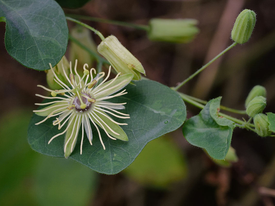 PASSIONFLOWER 'Native Yellow' --Passiflora lutea--