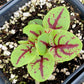SORREL 'Red-Veined Dock' --Rumex sanguineus--