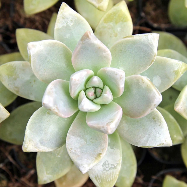 paraguayense succulent Graptopetalum paraguayense --Ghost Plant--