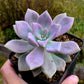 Graptopetalum 'Marquise de Sévigné'