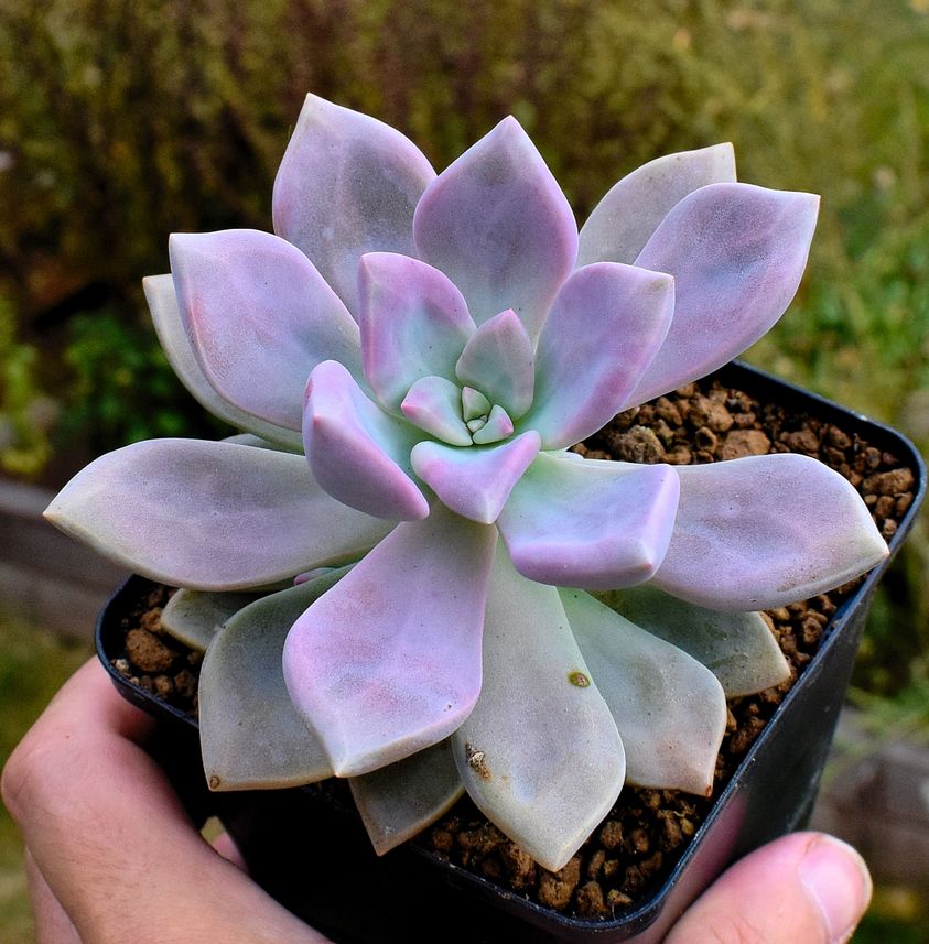 dark purple succulent plant Graptopetalum 'Marquise de Sévigné'