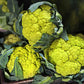 CAULIFLOWER 'Green Macerata'