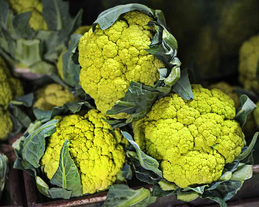 CAULIFLOWER 'Green Macerata'