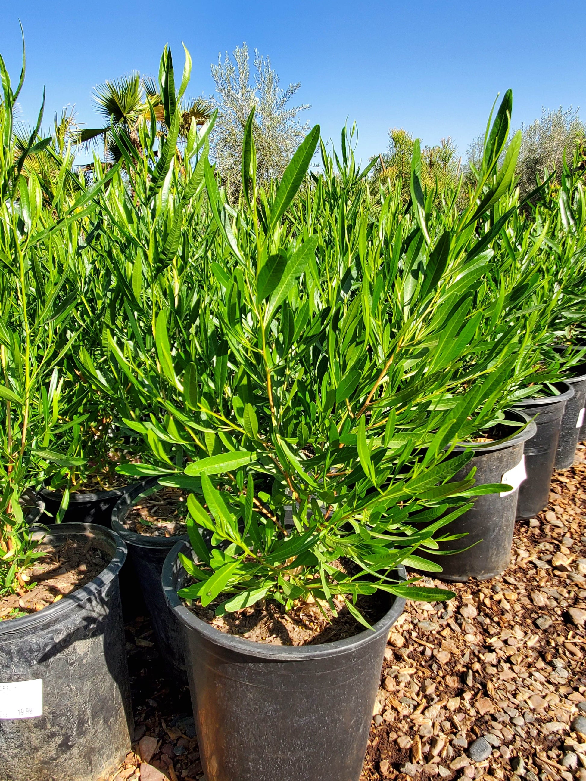 potted hop plants for sale near me HOPBUSH --Dodonea viscosa--