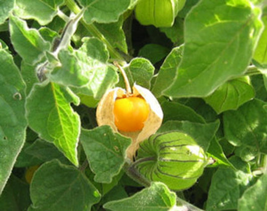 GROUNDCHERRY 'Hairy'
