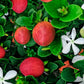 PLUM 'Natal' --Carissa macrocarpa--