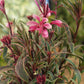 Gaura lindheimeri 'Rainbow'