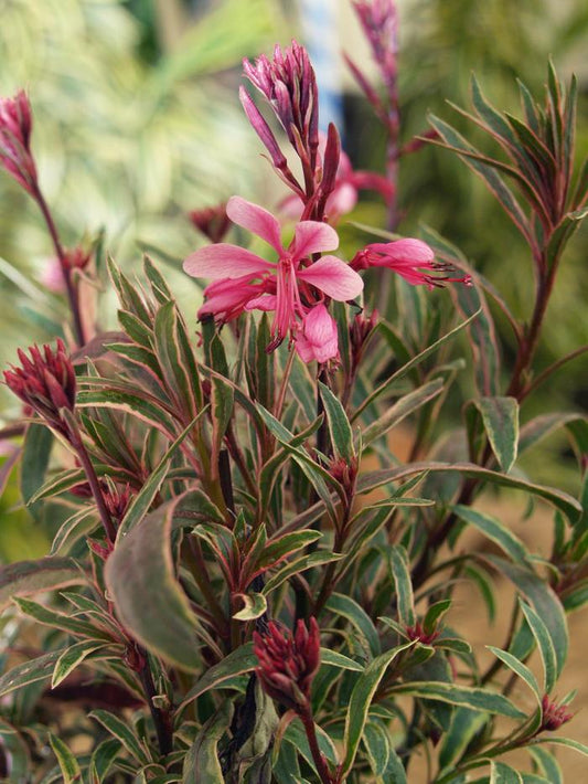 Gaura lindheimeri 'Rainbow'