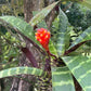 Guzmania musaica  --Mosaic Vase Bromeliad--