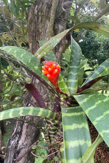 Guzmania musaica  --Mosaic Vase Bromeliad--