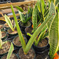 Sansevieria robusta 'Variegata' --Robust Variegated Snake Plant--