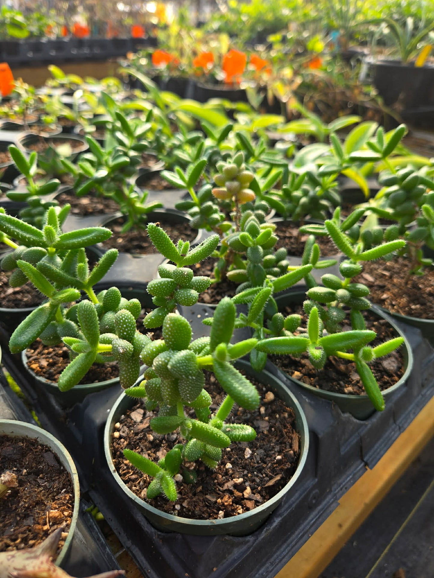 Delosperma echinatum --Pickle Plant--