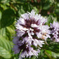 MINT 'Grapefruit' --Mentha piperita 'Grapefruit'--