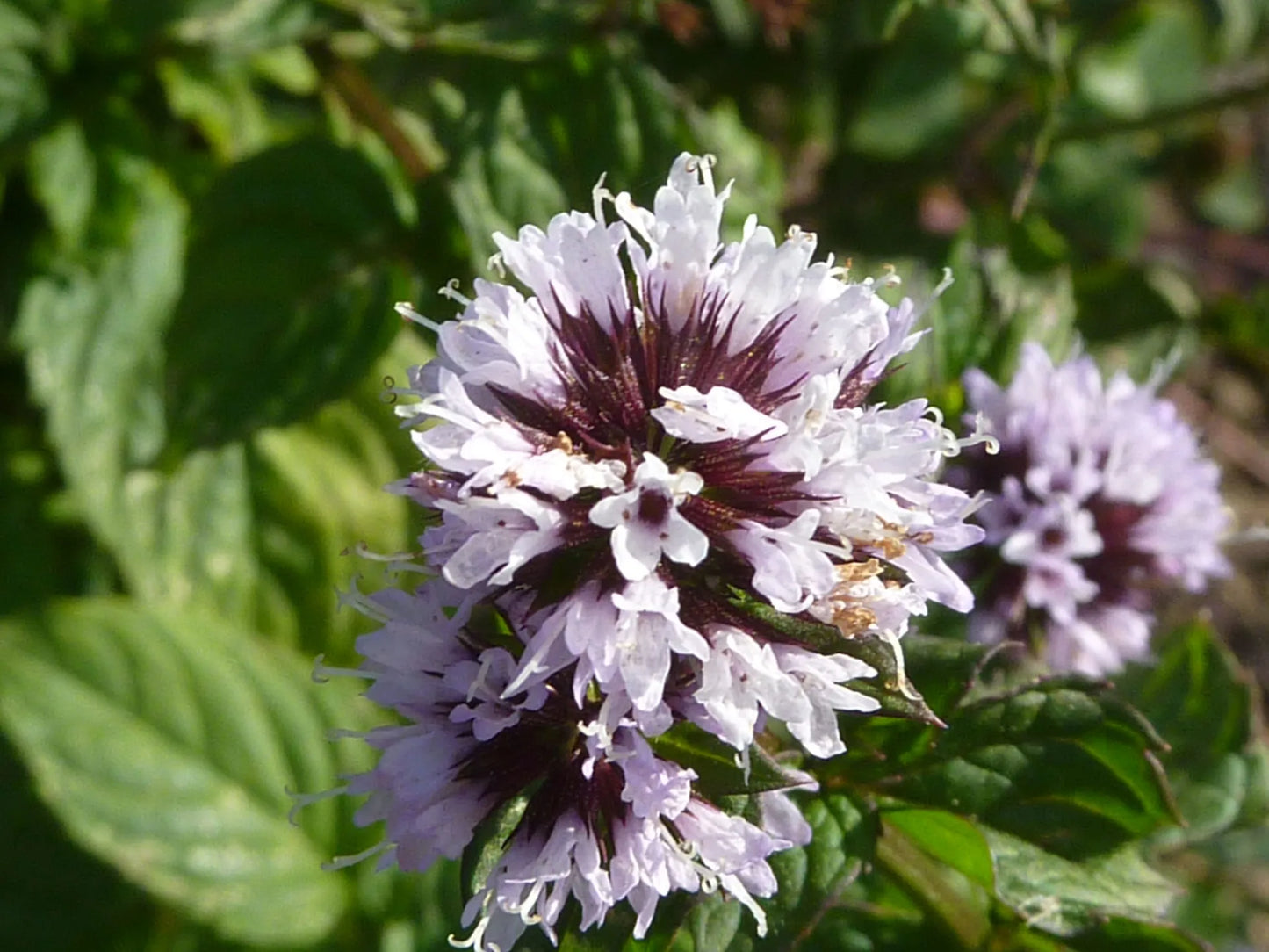 MINT 'Grapefruit' --Mentha piperita 'Grapefruit'--
