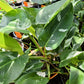 Philodendron 'White Princess'