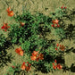 Sphaeralcea coccinea --Scarlet Globemallow--