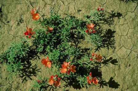 Sphaeralcea coccinea --Scarlet Globemallow--