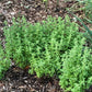 MARJORAM 'Spanish' --Origanum vulgare 'Virens'--
