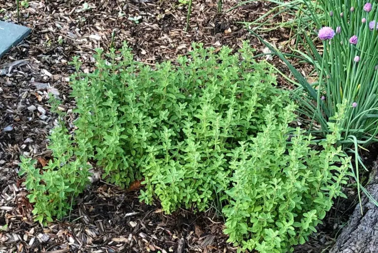 MARJORAM 'Spanish' --Origanum vulgare 'Virens'--