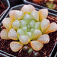 Haworthia cooperi var. truncata