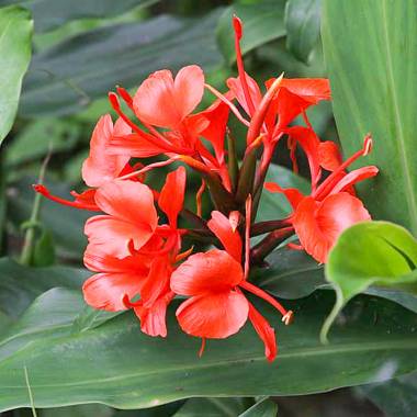 GINGER LILY 'Red Butterfly' --Hedychium deceptum --