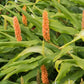 GINGER LILY 'Assam Orange' --Hedychium densiflorum--