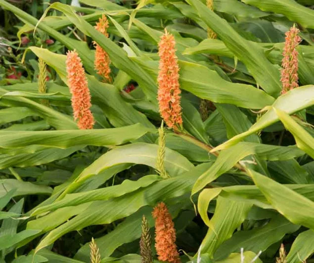 GINGER LILY 'Assam Orange' --Hedychium densiflorum--