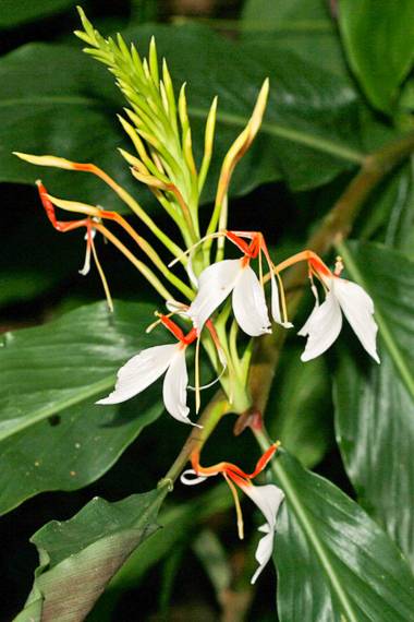 GINGER LILY 'Spiked' --Hedychium spicatum--