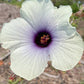 HIBISCUS 'Kenaf' --Hibiscus cannabinus--