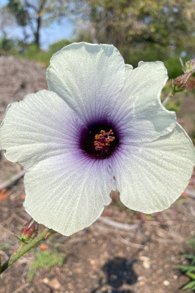 HIBISCUS 'Kenaf' --Hibiscus cannabinus--