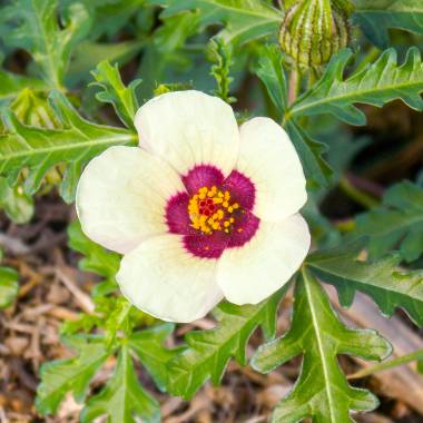 Hibiscus trionum --Venice Mallow--