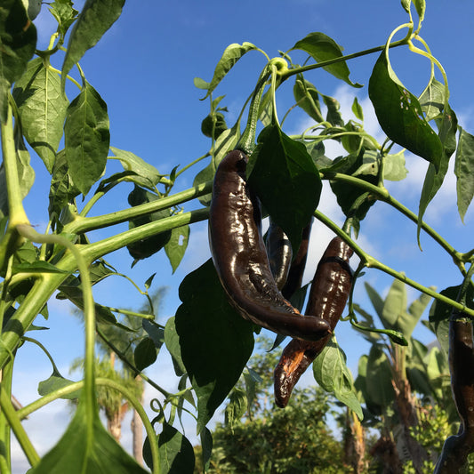 PEPPER 'Pasilla Bajio'