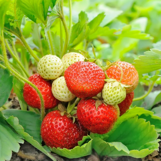 STRAWBERRY 'Honeoye' --Fragaria x ananassa--