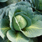CABBAGE 'Danish Ballhead'
